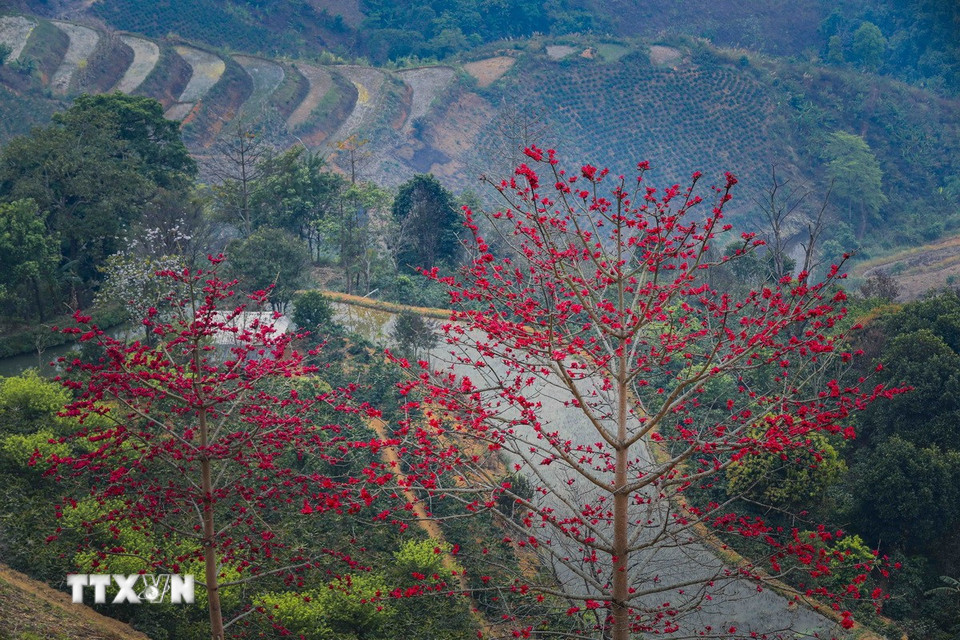 Flores de algodón rojo en las laderas. (Foto: Xuan Tu/VNA)