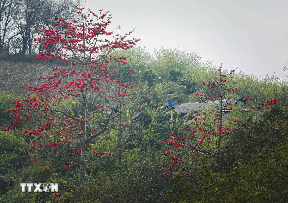 Las flores de kapok florecen al lado de las casas. (Foto: Xuan Tu/VNA)