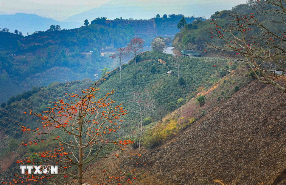 El paso de Pha Din es más poético por el color rojo brillante de las flores de algodón y el color blanco puro de las flores de Bauhinia. (Foto: Xuan Tu/VNA)