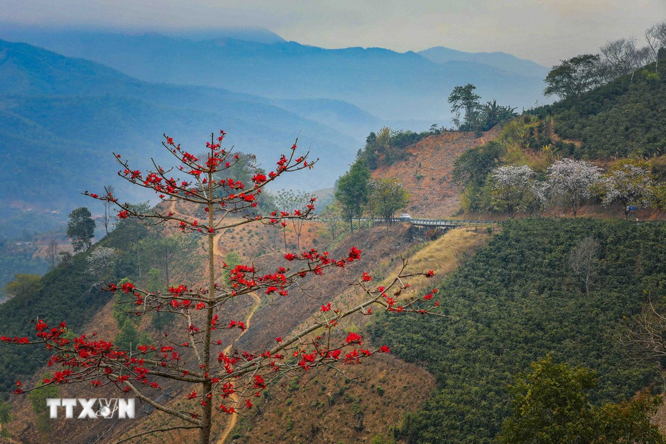 Las flores de algodón rojo y las flores de bauhinia blanca florecen en el paso Pha Din. (Foto: Xuan Tu/VNA)