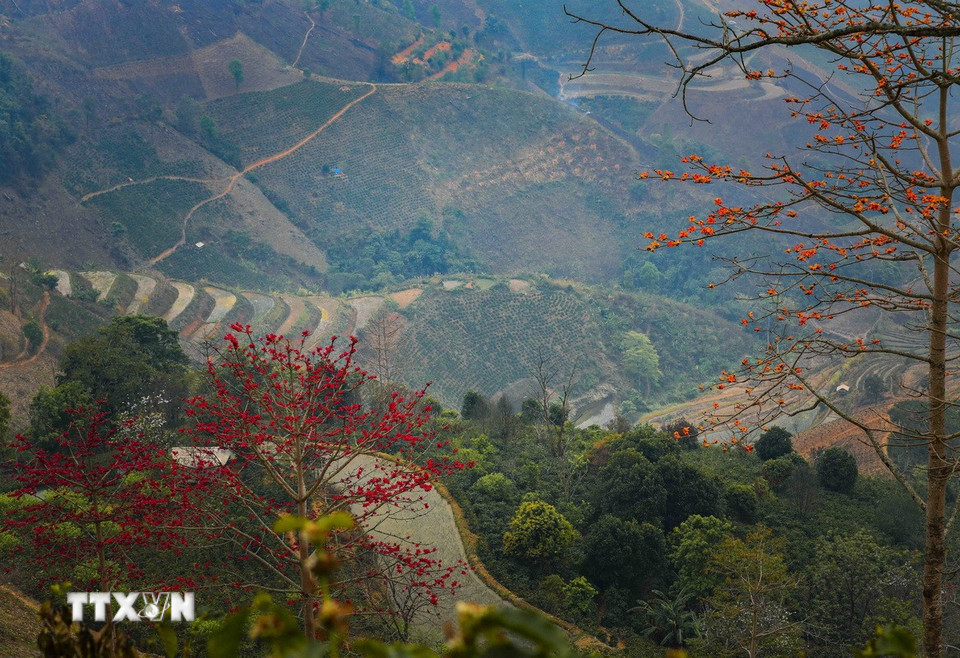 Además de flores rojas, en el paso de Pha Din también hay árboles de kapok que florecen con flores amarillas. (Foto: Xuan Tu/VNA)