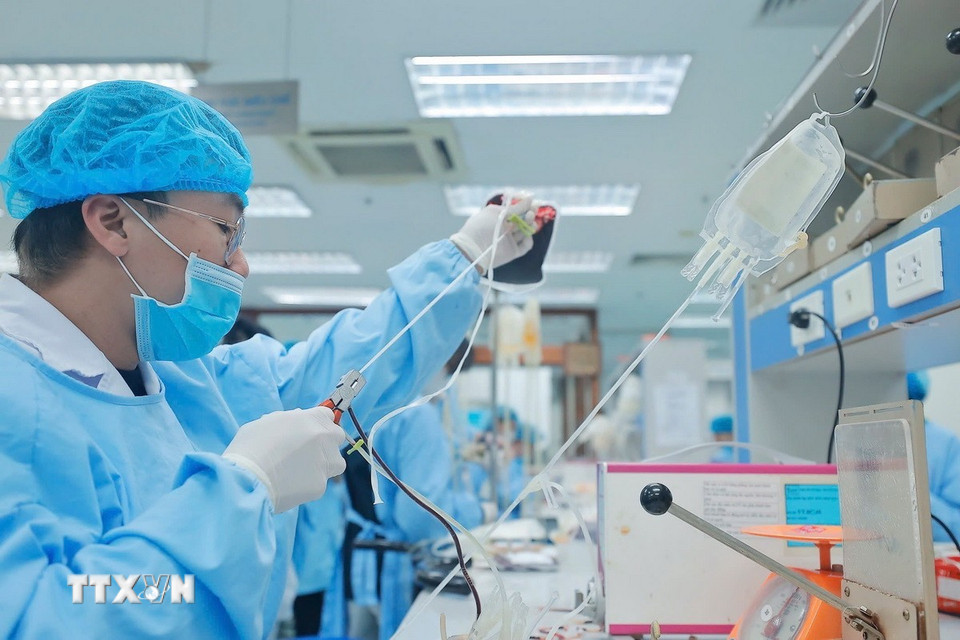 Từ một đơn vị máu toàn phần ban đầu, các chuyên viên y tế sẽ ly tâm, tách các thành phần máu bằng cách ép thủ công hoặc bằng máy và chia từng túi sản phẩm thu được riêng biệt. (Ảnh: Minh Quyết/TTXVN)