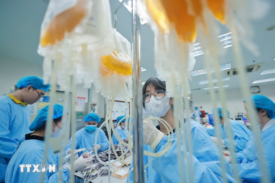 Từ một đơn vị máu toàn phần ban đầu, các chuyên viên y tế sẽ ly tâm, tách các thành phần máu bằng cách ép thủ công hoặc bằng máy và chia từng túi sản phẩm thu được riêng biệt. (Ảnh: Minh Quyết/TTXVN)