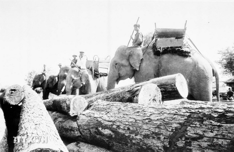 Voi Tây Nguyên tham gia vận chuyển gỗ cho chiến dịch (1975). (Ảnh: Xuân Vi/TTXVN)