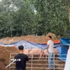 Tiêu hủy lợn nhiễm chất cấm tại xã Hưng Thịnh, thành phố Đồng Nai. (Ảnh: Công Phong/TTXVN)
