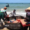 Niềm vui của ngư dân xã Duy Nghĩa, thành phố Đà Nẵng trúng đậm vụ khai thác ruốc biển. (Ảnh: Đỗ Trưởng/TTXVN)