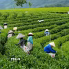 Nông dân xã La Bằng thu hái chè. (Ảnh: Hoàng Nguyên/TTXVN)