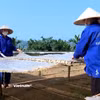 Sản xuất miến đao tại xã Quy Mông, tỉnh Lào Cai. (Nguồn: Vietnam+)