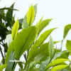 Theo người dân ở Phình Hồ, chè muốn ngon phải được hái lúc vẫn còn hơi sương. (Nguồn: Vietnam+)