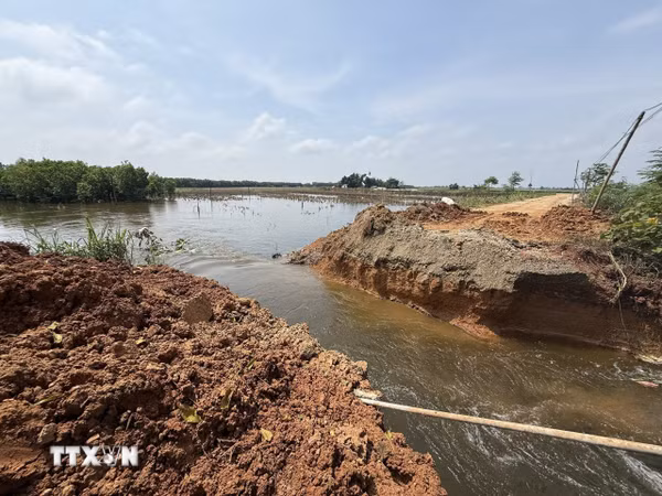 Mưa lớn gây thiệt hại 7.800ha cây trồng, Thanh Hóa khẩn trương phục hồi sản xuất