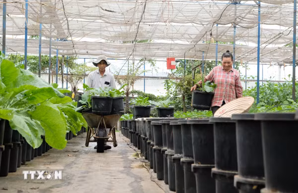 Nông dân Đà Lạt “nhàn nhã” nhờ ứng dụng nông nghiệp thông minh