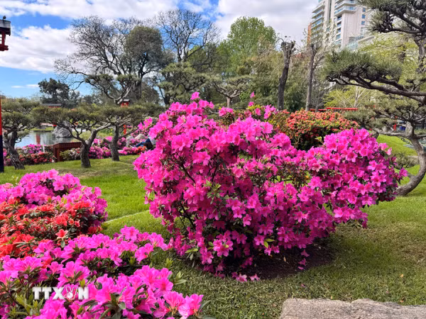 Mùa đỗ quyên rực rỡ giữa lòng Buenos Aires