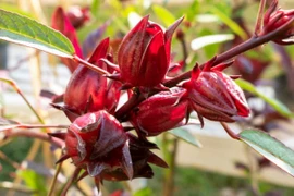 (Ảnh: Getty images)