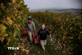 Người dân thu hoạch nho để sản xuất rượu vang tại Barolo, Italy. (Ảnh: AFP/TTXVN)