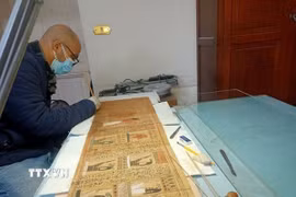 Chuyên gia Phòng thí nghiệm Bảo tồn Giấy cói của bảo tàng đang phục chế cuộn giấy cói của người ghi chép User-Hat-Mes. (Ảnh: TTXVN phát)