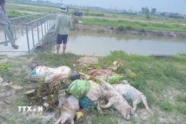 Xác lợn chết, nghi bị dịch bệnh bị vứt xuống lòng kênh Chính, kênh Bắc, kênh Nam-Bái Thượng, gây ô nhiễm môi trường, ô nhiễm nguồn nước sinh hoạt của người dân. (Ảnh: TTXVN phát)