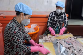 Nạo chả cá là một khâu rất quan trọng trong làm chả, người nạo phải khéo léo để không bị sót xương cá. (Ảnh: Hoàng Nhị/TTXVN)
