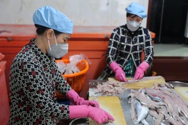 Nạo chả cá là một khâu rất quan trọng trong làm chả, người nạo phải khéo léo để không bị sót xương cá. (Ảnh: Hoàng Nhị/TTXVN)