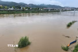 Nước sông dâng cao kéo theo nhiều củi rác trôi nổi, cùng nhiều đất cát, gây ngập úng nhiều diện tích rau màu của bà con canh tác ven sông tại Lào Cai. (Ảnh: Hương Thu TTXVN)