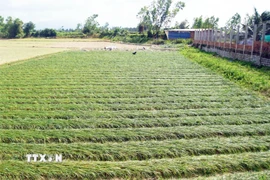 Người dân Hội Sơn thu hoạch kiệu. (Ảnh: Trịnh Bang Nhiệm/TTXVN)