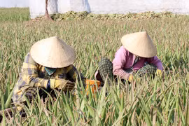 Nông dân phường Đông Hải (Khánh Hòa) chăm sóc nha đam. (Ảnh: Công Thử/TTXVN)