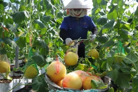 (Ảnh minh họa. Việt Hùng/TTXVN)