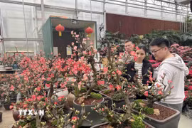 Người dân Bắc Kinh đang chọn cho mình một loại hoa phù hợp để trang trí dịp Tết. (Ảnh: Công Tuyên/TTXVN)