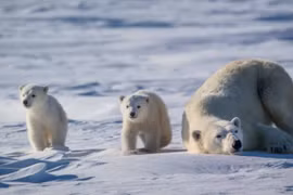 (Ảnh minh họa. Nguồn: polarbearsinternational)