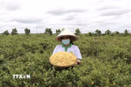 Thu hoạch bông kim ngân hoa. (Ảnh minh họa. Thanh Sang/TTXVN)