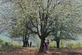 Mùa hoa sơn tra nở rộ thu hút du khách đến trải nghiệm, khám phá. (Ảnh: Hữu Quyết/TTXVN)