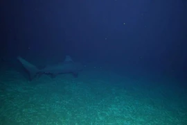 (Ảnh minh họa. Nguồn: CSIRO)