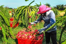 Thanh long được thu mua tại vườn với giá dao động từ 18.000- 24.000 đồng/kg đối với ruột trắng và 30.000- 33.000 đồng/kg với ruột đỏ. (Ảnh: Hồng Hiếu/TTXVN)