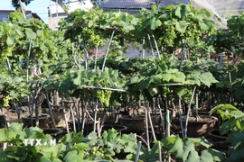 Vườn nho cảnh của Hợp tác xã Nho cảnh A8 tại xã Ninh Phước (tỉnh Khánh Hòa) phục vụ thị trường Tết Nguyên đán Bính Ngọ 2026. (Ảnh: Nguyễn Thành/TTXVN)