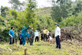 Ủy ban Nhân dân xã Quảng Khê (Lâm Đồng) tổ chức cưỡng chế, khôi phục lại 7,3ha đất lâm nghiệp đã bị trồng cây nông nghiệp trái phép và 27,7ha bị lấn chiếm chưa đưa vào sản xuất tại khoảnh 1, tiểu khu 1791, bon Phi Mur. (Ảnh: TTXVN phát)