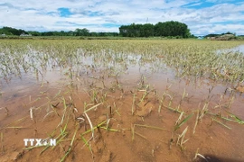 Ruộng lúa ở huyện Triệu Phong (Quảng Trị) có nguy cơ bị chết do bị ngập úng dài ngày (ảnh chụp ngày 15/6). (Ảnh: Nguyên Lý/TTXVN)