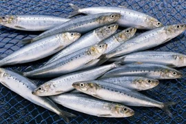 Vì sao cá mòi được ví như kho dinh dưỡng tự nhiên?