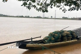 Người dân xã Triệu Bình, tỉnh Quảng Trị neo đậu ghe thuyền khi nước lũ trên sông Thạch Hãn dâng cao. (Ảnh: Tường Vi/TTXVN)