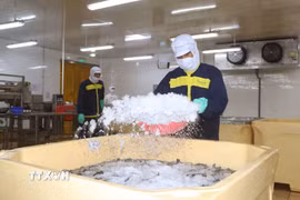 Doanh nghiệp tỉnh Cà Mau ứng dụng công nghệ vào sản xuất tôm nhằm nâng cao năng suất chất lượng. (Ảnh: Tuấn Phi/TTXVN)\