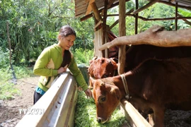 Chị H’Khập Êban, buôn Tul B, xã Ea Wer, tỉnh Đắk Lắk, được hỗ trợ 2 con bò cái lai sinh sản trị giá 30 triệu đồng để phát triển kinh tế. (Ảnh: Nguyên Dung/TTXVN)
