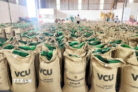 Sản phẩm càphê Robusta nhân chất lượng cao phục vụ xuất khẩu của Công ty Cổ phần Cà phê Việt Nam United, Gia Lai. (Ảnh: Hoài Nam/TTXVN)