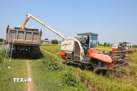 Máy gặt lúa đổ thóc vào xe tải trên cánh đồng lúa xã Trực Ninh. (Ảnh: Công Luật/TTXVN)