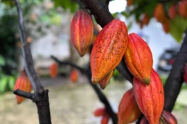 Một trong những giống ca cao quý, được bảo tồn tại Công ty cổ phần Cacao-Sôcôla Azzan (phường Buôn Ma Thuột, tỉnh Đắk Lắk). (Ảnh: Kha Phạm/TTXVN)