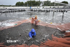 Thu hoạch tôm. (Ảnh: Công Trí/TTXVN)