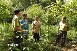 Ảnh minh họa. (Ảnh: Dư Toán/TTXVN)