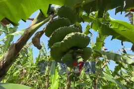 Chuối dáng bàn tay Phật ở Đồng Nai hút hàng dịp Tết