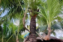 Dừa ba ngọn, hay còn gọi là dừa tam đa “đa phúc, đa lộc, đa thọ” phân ngọn ngay giữa phần thân cây. (Ảnh: Thanh Sang/TTXVN)