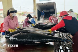 Kiểm tra chất lượng và phân loại cá ngừ đại dương trước khi đưa đi xuất khẩu. (Ảnh: Tường Quân/TTXVN)