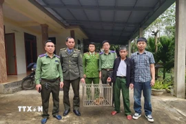 Lực lượng chức năng tiếp nhận cá thể khỉ vàng quý hiếm. (Ảnh: TTXVN phát)