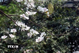 (Ảnh: Quang Quyết/TTXVN)