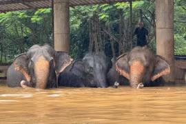 (Ảnh minh họa. Nguồn: Elephant Nature Park)